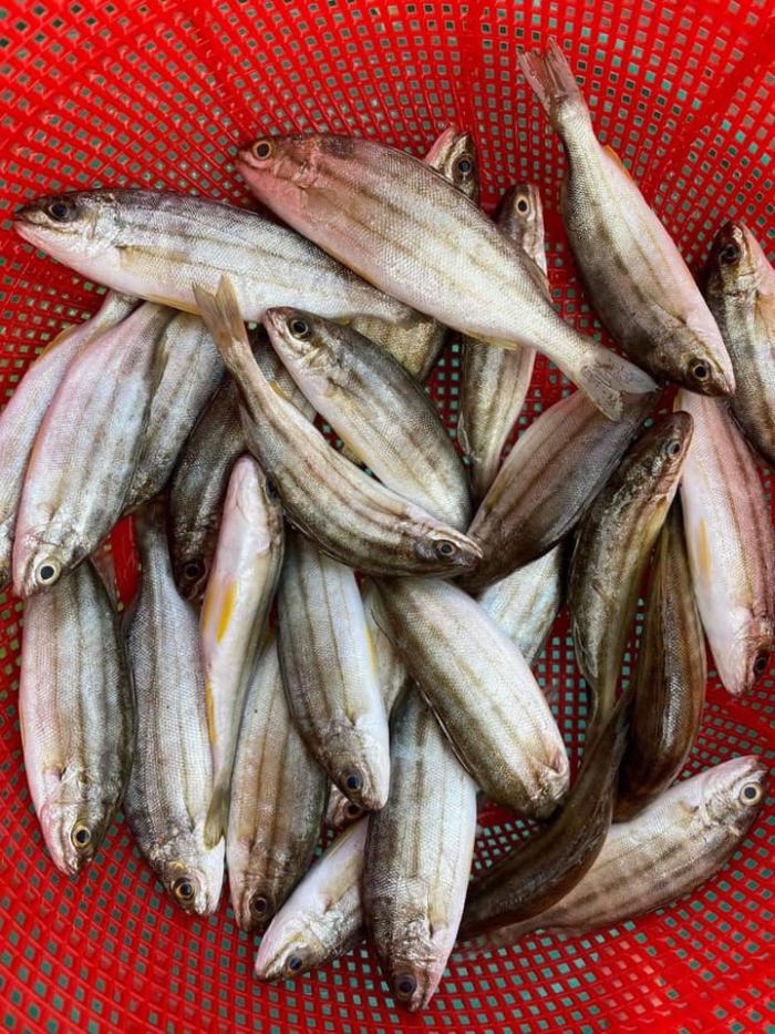 món ngon Phá Tam Giang cá ong