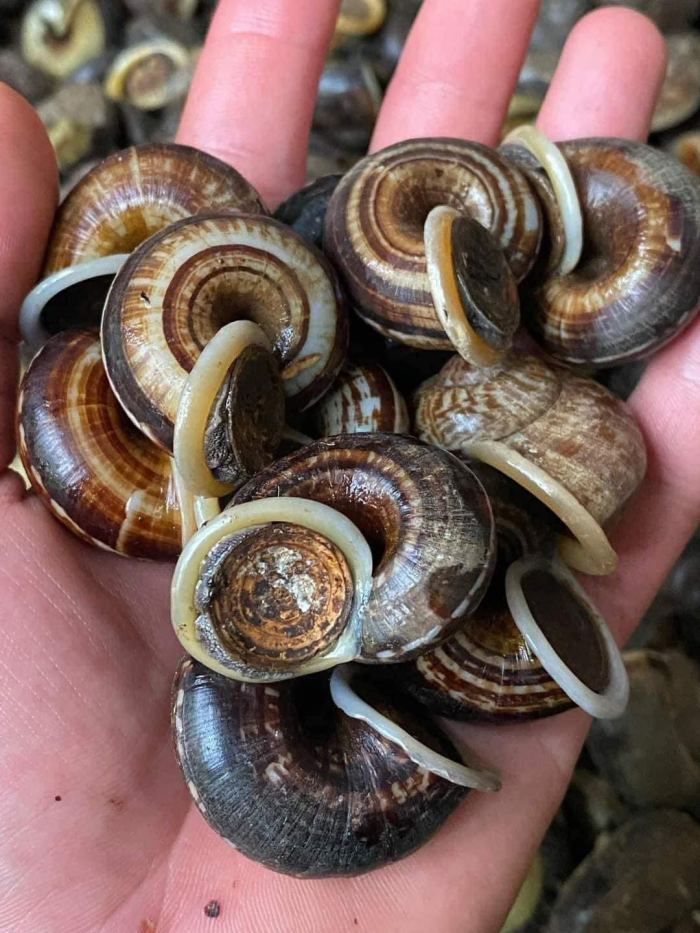 Ốc xu núi Bà Tây Ninh 