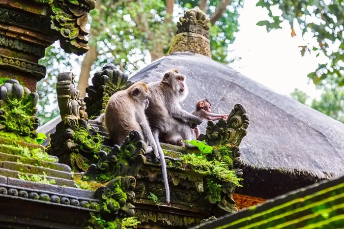 Rừng Khỉ Ubud là điểm tham quan gần Chợ truyền thống Ubud Bali