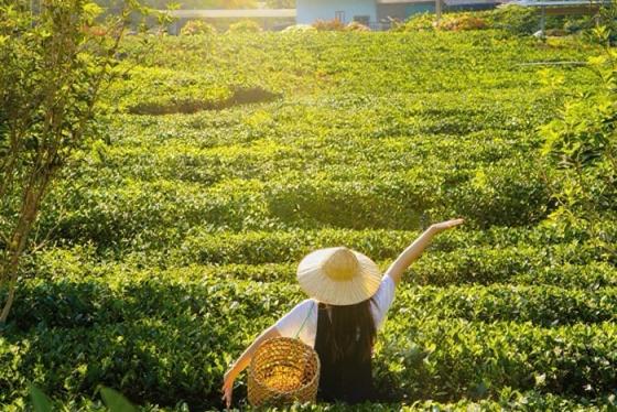 Tiến Yên Farmstay Thái Nguyên - Góc chụp 'tuyệt đối điện ảnh'