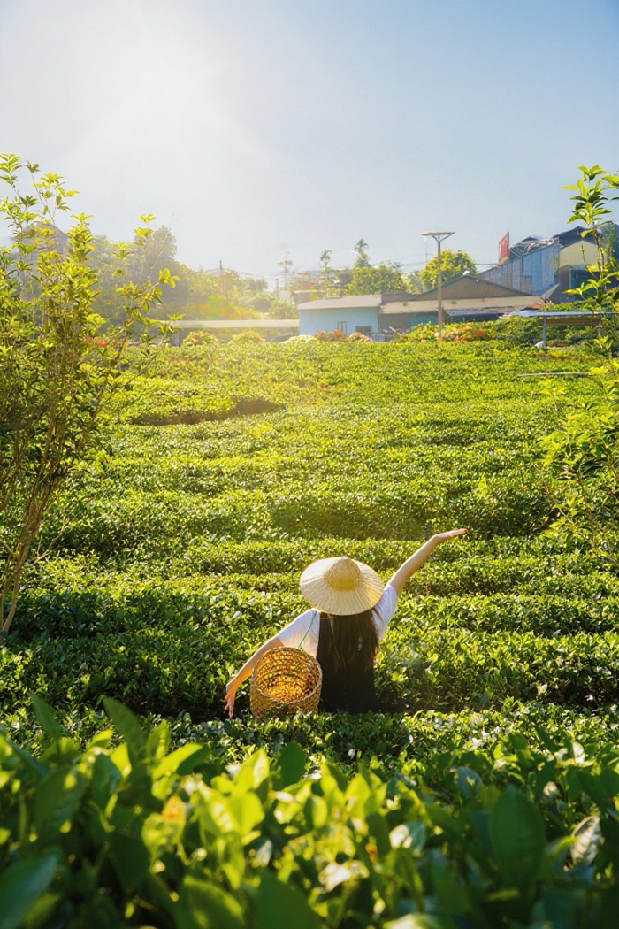 Tiến Yên Farmstay Thái Nguyên view đồi chè cực xịn