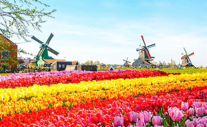 Lễ hội hoa tulip ở Hà Lan 2