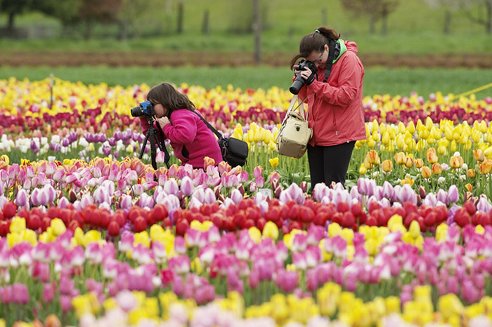 Lễ hội hoa tulip ở Hà Lan 3