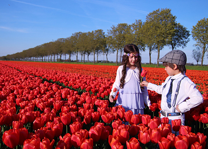 Lễ hội hoa tulip ở Hà Lan 4