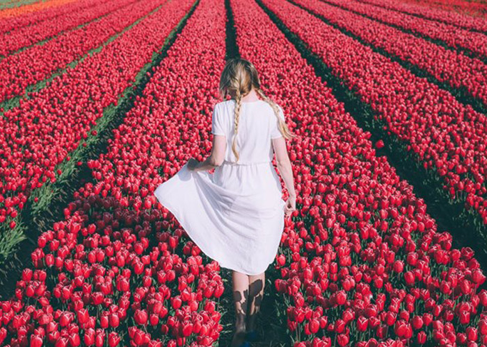 Lễ hội hoa tulip ở Hà Lan 6