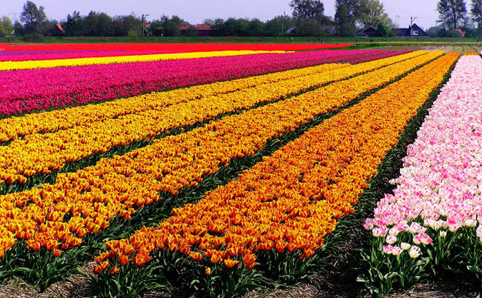 Lễ hội hoa tulip ở Hà Lan 7