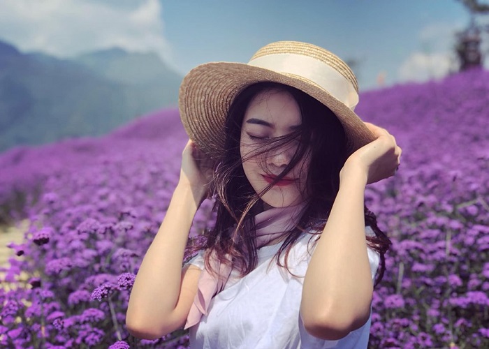 5000+ Lavender & hình ảnh Lavender đẹp nhất - Pixabay