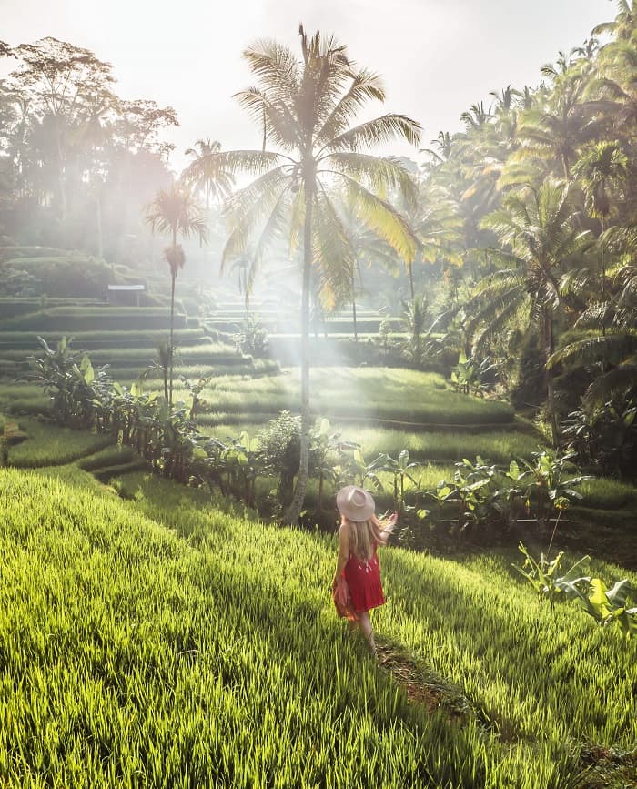 Những cánh đồng lúa ở Bali tuyệt đẹp