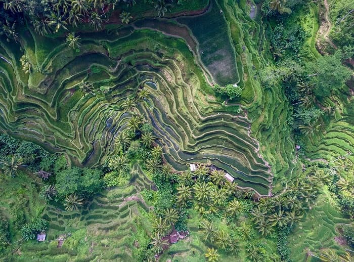 Những cánh đồng lúa ở Bali tuyệt đẹp