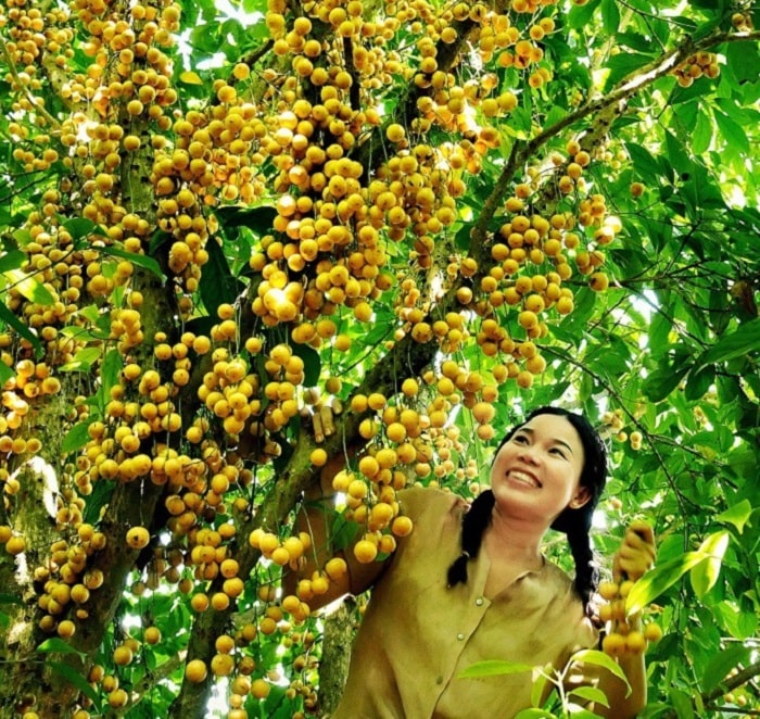 ‘Điểm danh’ những vườn trái cây gần Sài Gòn nổi tiếng nhất (Phần 1) 