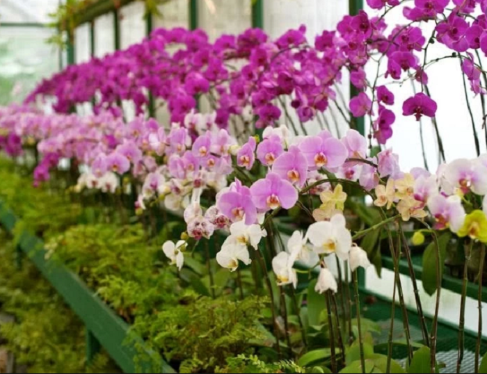 Thung lũng Orchid - địa điểm du lịch nổi tiếng tại Johor Bahru