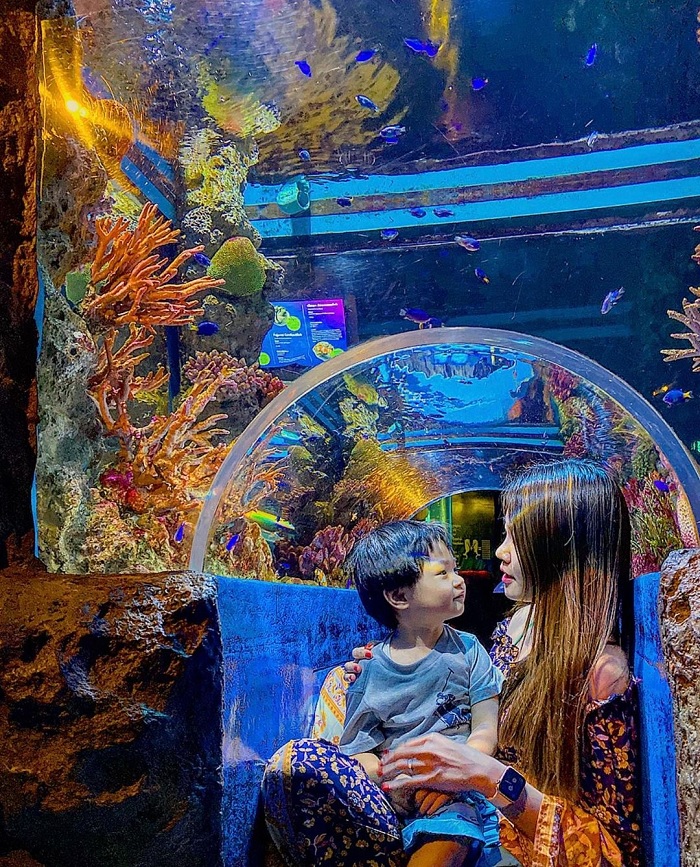 Khám phá thủy cung lớn nhất Bangkok - Sea Life Bangkok Ocean World