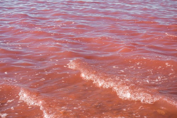 Vẻ đẹp kỳ lạ của hồ nước màu hồng ở Tây Ban Nha