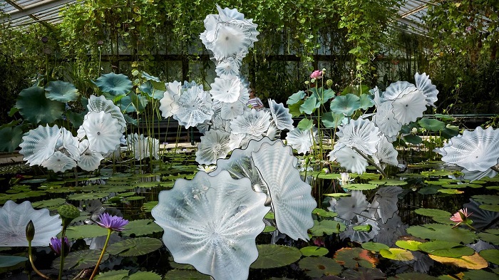 Một loài sen trong nhà kính ở Vườn bách thảo Hoàng gia Kew - Vườn bách thảo đẹp nhất thế giới