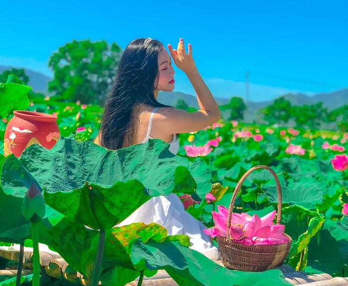 Summer - the time when lotus flowers in Tay Son lotus pond are in full bloom