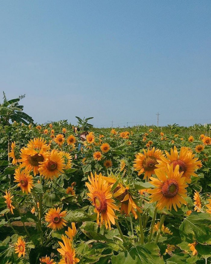 There is a sunflower garden near Ba Den mountain in Tay Ninh that is as beautiful as a fairy tale!