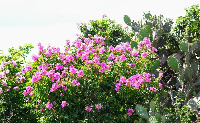 Mùa hoa bằng lăng Ninh Thuận và những tọa độ thưởng ngoạn lý tưởng 
