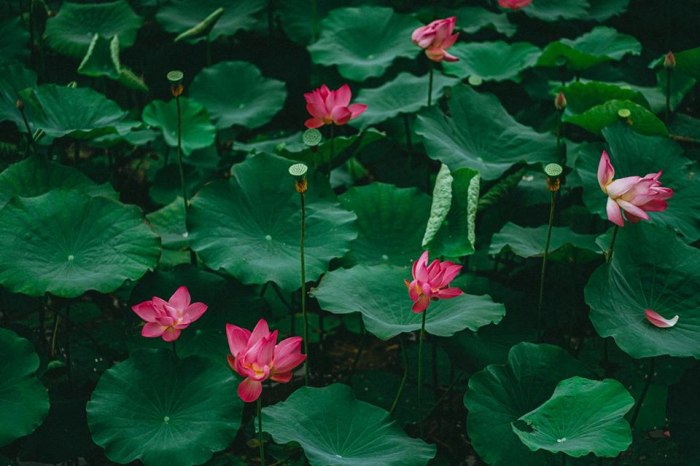 The lotus ponds in Hue are enchantingly beautiful