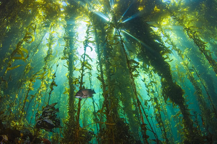 Rừng tảo bẹ dưới nước công viên quốc gia quần đảo Channel