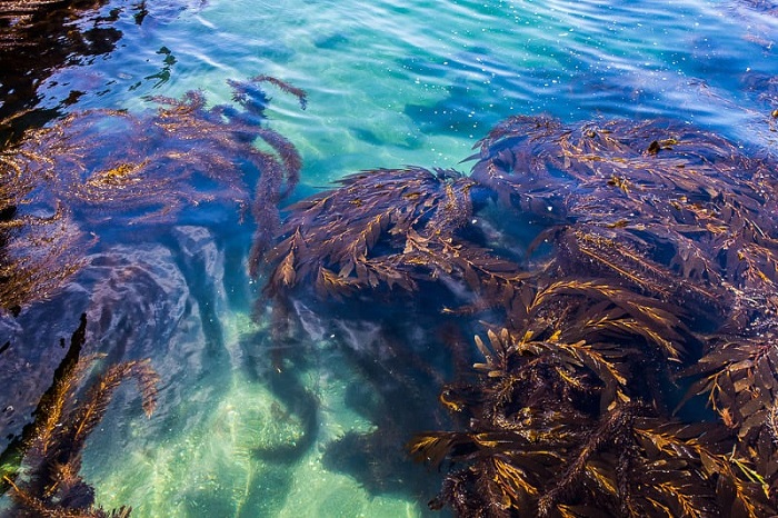 Cận cảnh nhưng cây tảo bẹ dưới nước công viên quốc gia quần đảo Channel