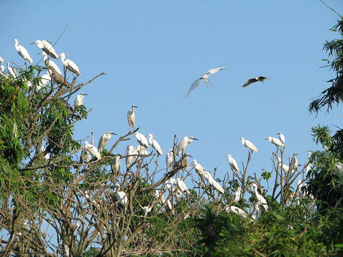 Revealing 7 beautiful check-in points in Ben Tre - Birds take off