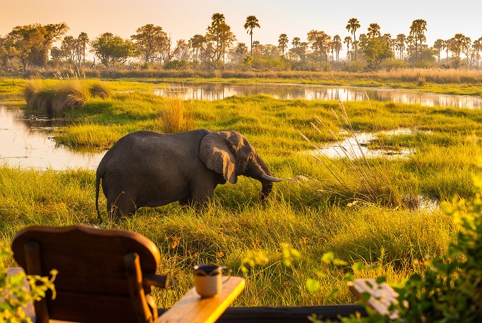 Đồng bằng Okavango là một trong những khu bảo tồn thiên nhiên vĩ đại cuối cùng của châu Phi