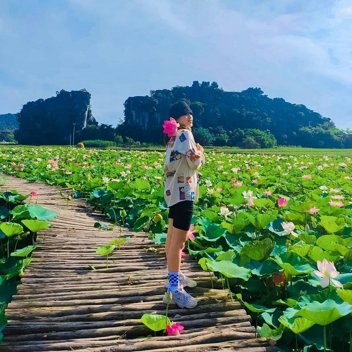 Ninh Binh tourism in June - lotus season