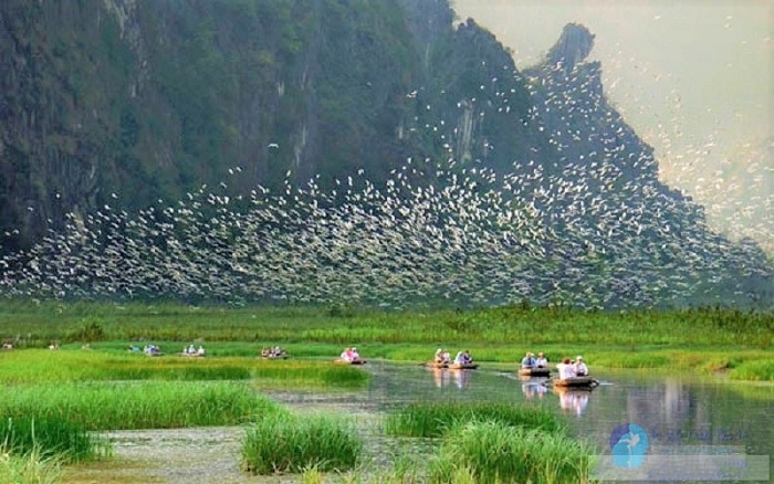 Ninh Binh tourism in June - Thung Nham bird garden