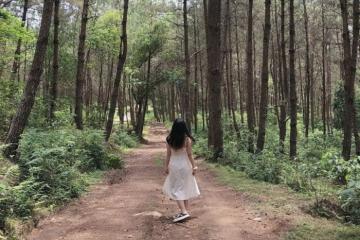 Sơn La có một rừng thông Noong Cốp xinh đẹp, trữ tình thế này!