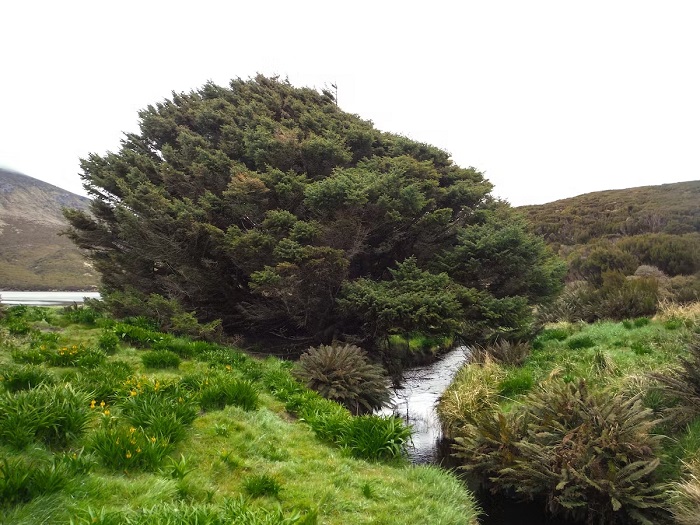 Cây vân sam Sitka là cây cô đơn trên thế giới nổi tiếng, cao khoảng 9 mét