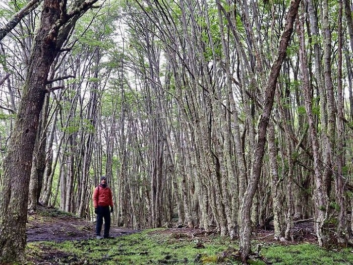 Đi bộ ở công viên quốc gia Tierra del Fuego Argentina