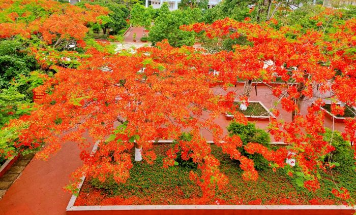 Vocational college 21 spots to see phoenix flowers in Gia Lai