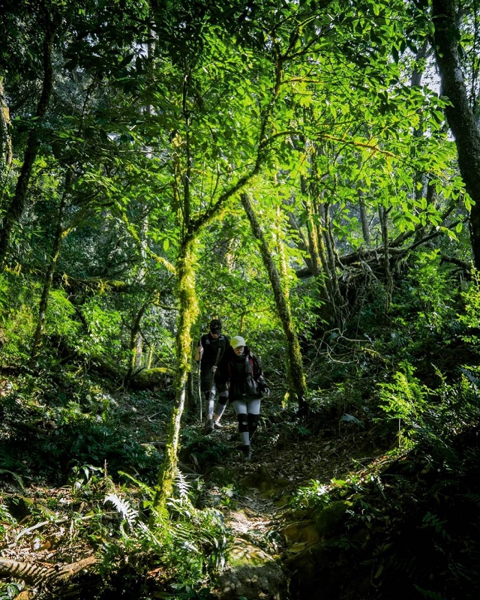 Đỉnh U Bò Sơn La đưa du khách đi qua những tán rừng đẹp như tranh