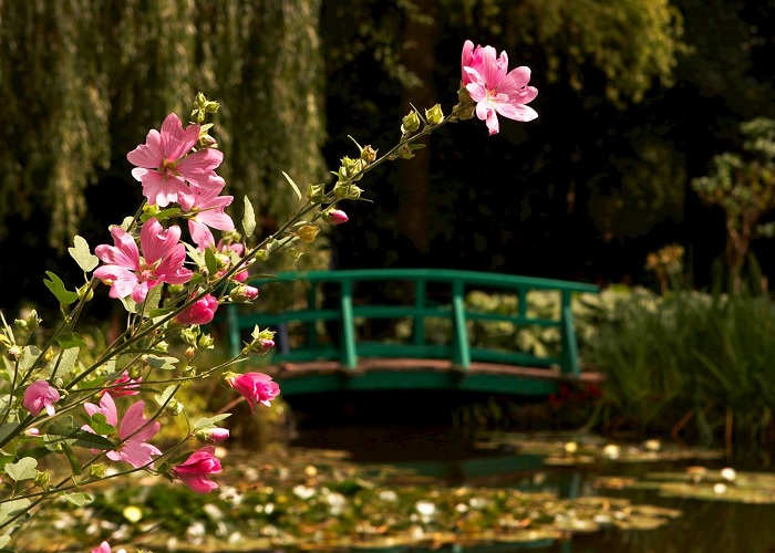 Các loài hoa mọc bên trong khu vườn - Khu vườn của Monet tại Giverny