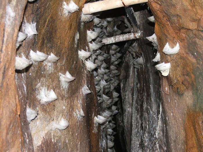 Mùa chim yến làm tổ ở Côn Đảo ở các vách đá dựng đứng