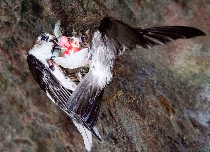 Khám phá mùa chim yến làm tổ ở Côn Đảo 