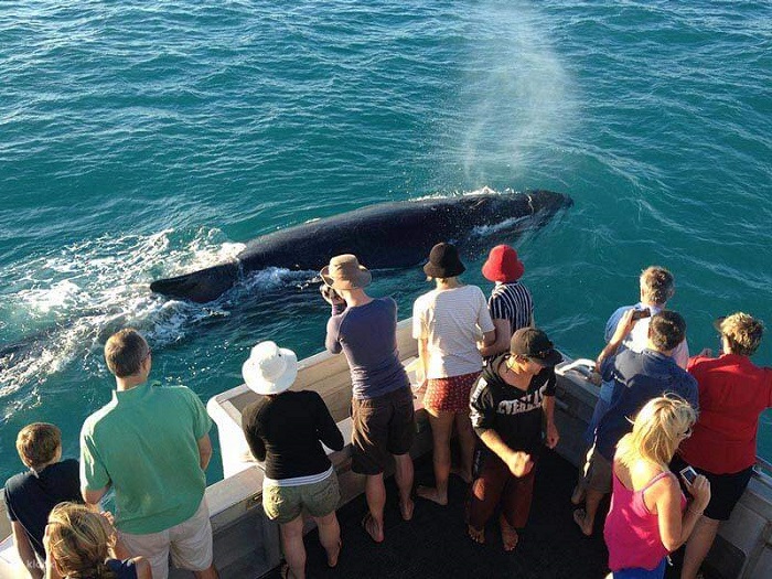 Ngắm cá voi là điều cần làm ở thị trấn Broome Úc