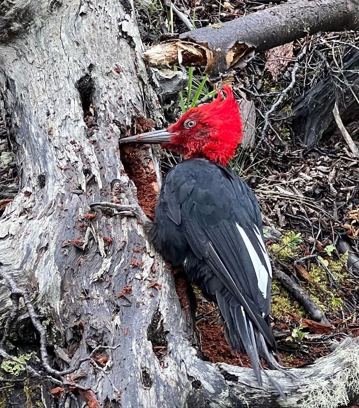 Ngắm chim là hoạt động thú vị ở Công viên quốc gia Tierra del Fuego