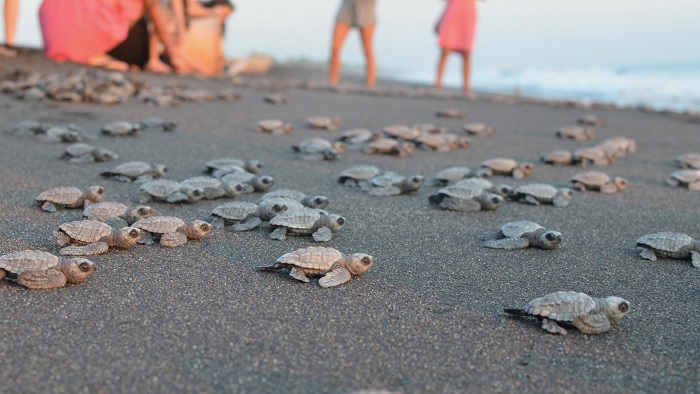 Tham quan khu vực bảo tồn rùa biển - du lịch Guatemala