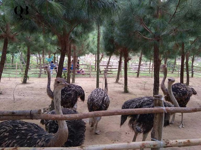 Visit the ostrich area at Vuc Cheo Stream in Quang Binh 