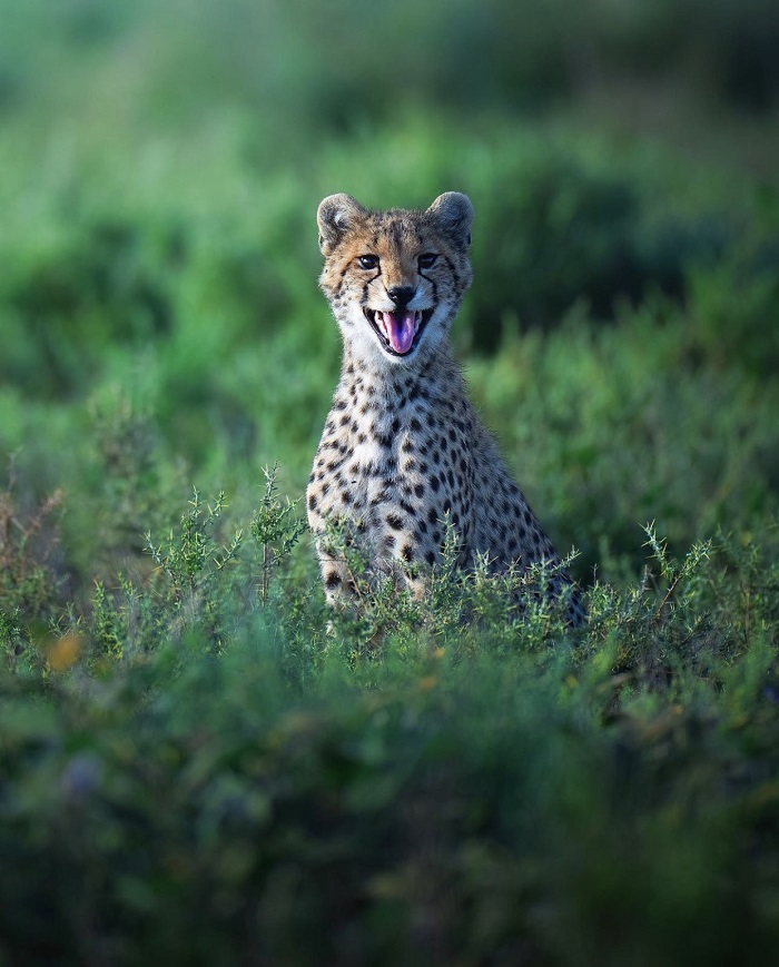 Công viên quốc gia Serengeti du lịch Tanzania