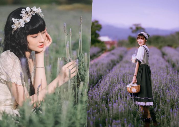Trải nghiệm mùa hoa lavender Đà Lạt tím biếc đầy mê hoặc