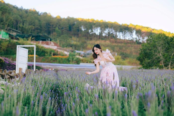mùa hoa lavender Đà Lạt Túi Thương Nhớ 