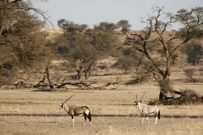 Công viên xuyên biên giới Kgalagadi là một trong những công viên quốc gia ở Nam Phi