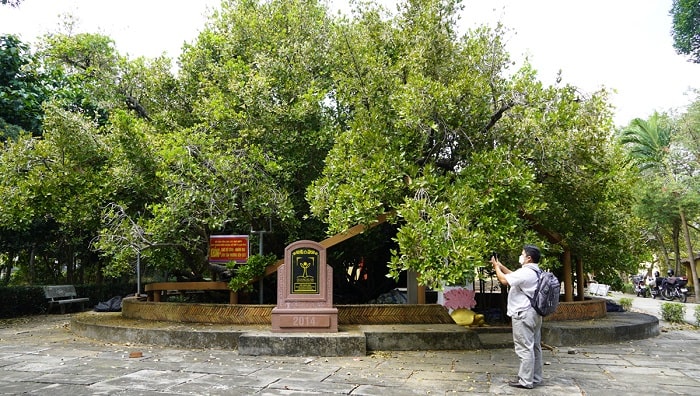 Cây cổ thụ Bạch Mai là điểm du lịch hấp dẫn không kém Đình Phú Lễ Bến Tre