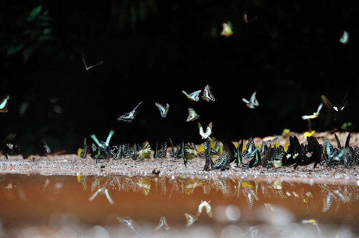 Mã Đà là điểm săn bướm đẹp ở Việt Nam mang lại nhiều trải nghiệm đẹp