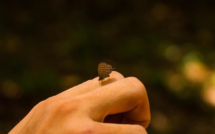Mã Đà là điểm săn bướm đẹp ở Việt Nam được du khách yêu thích