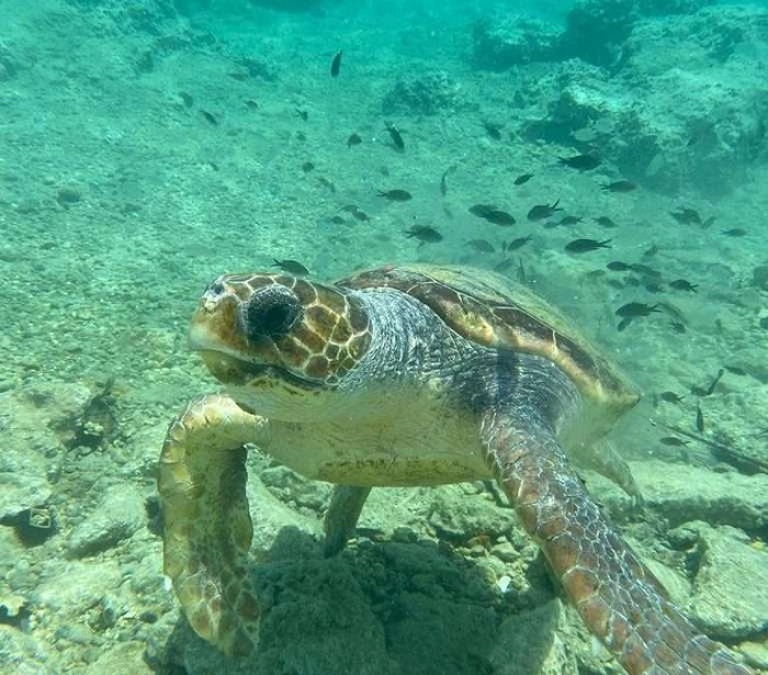 Để ý rùa biển là hoạt động cần làm ở bãi biển Elafonisi