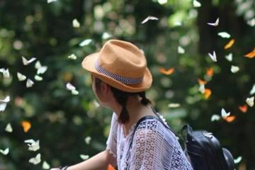 Những địa điểm săn bướm đẹp ở Việt Nam đẹp mê hồn vào mùa hè 