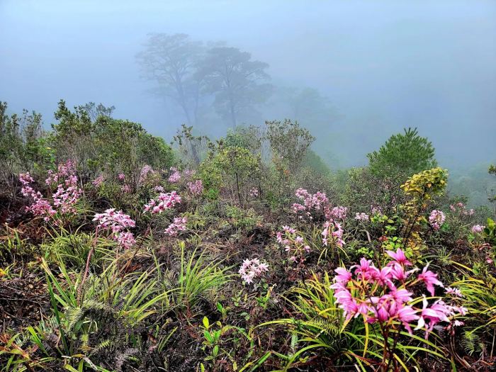 Mùa địa lan ở Vi Rơ Ngheo Măng Đen 
